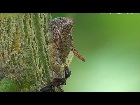 Nature&#039;s Symbiotic Marvel: The Secret Pact Between Black Ants and Tree Hoppers