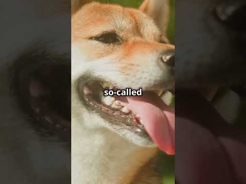 Meme Coin Mania: DOGE, SHIB, BONK Battle in 2025!
