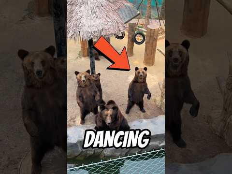 these bears can break dance 😂