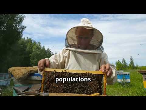 Why Bees Are the Secret Ingredient in Your Morning Coffee! Discover the Surprising Connection.