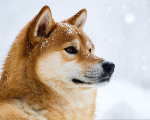 Is Dogecoin (DOGE) Set to Lose Its Crown as Coldware (COLD) Rises? Is Dogecoin (DOGE) Set to Lose Its Crown as Coldware (COLD) Rises?